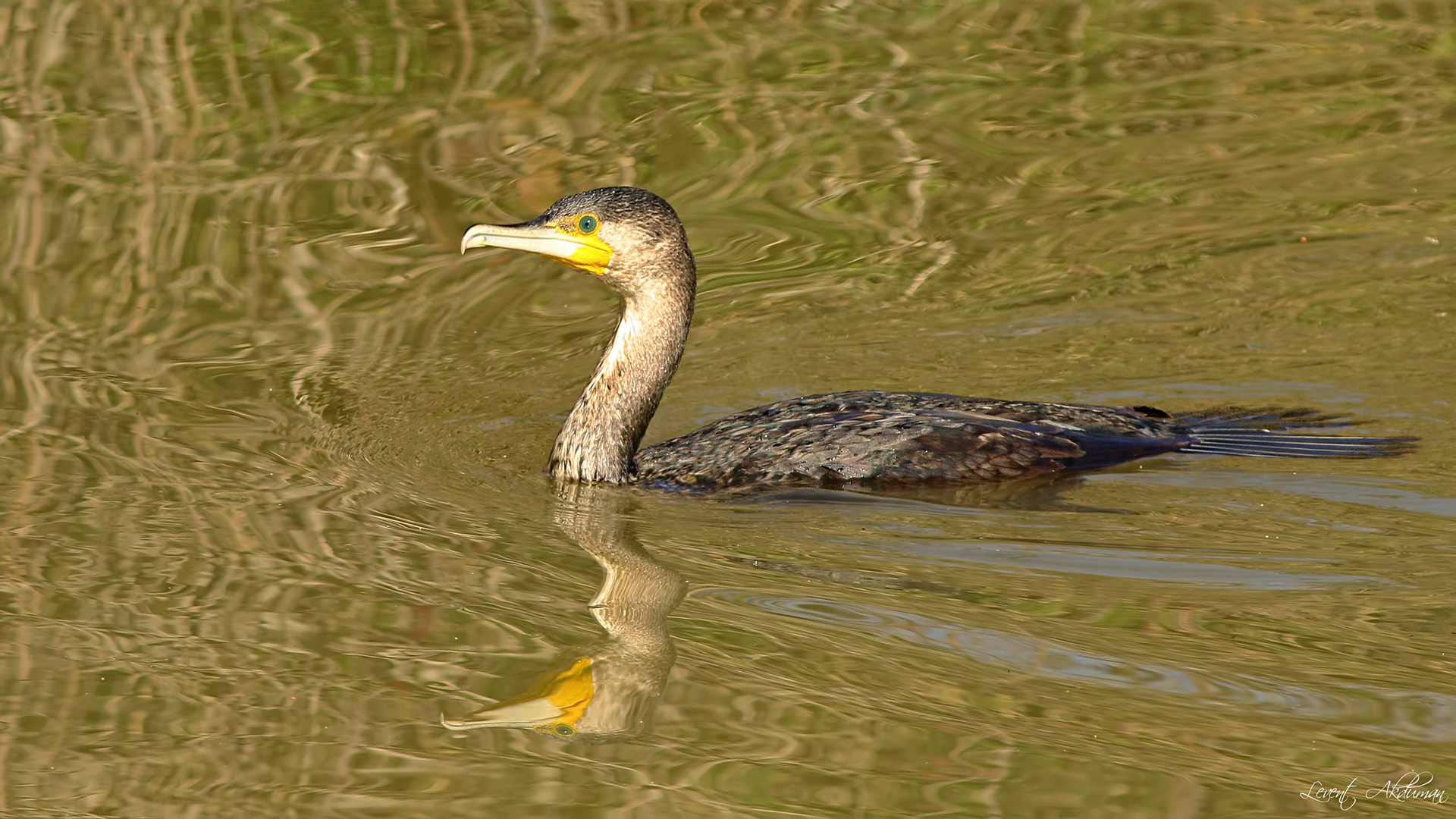 Great Cormorant